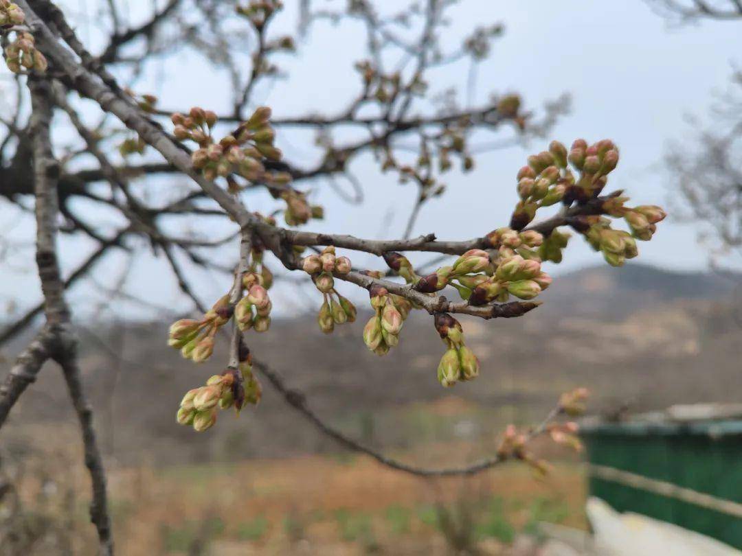 西乡樱桃花图片