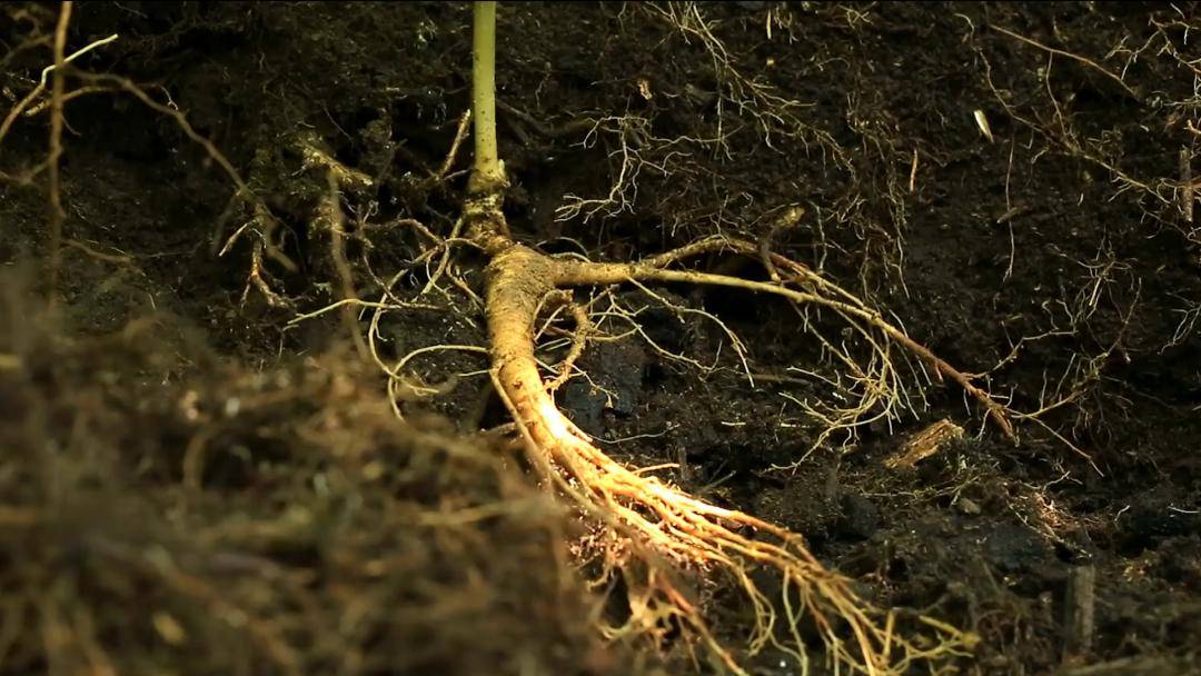 新学期,带上这些家乡特产出发吧!_中国_吉林人_长白山