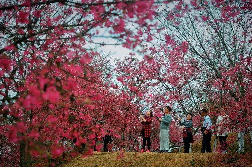 浈江樱花公园图片