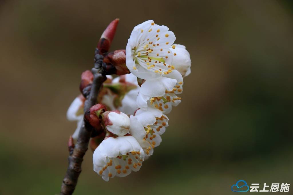 美丽的樱桃花图片