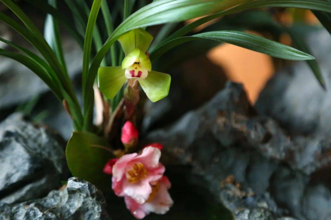 150余个品种,500余盆次与市民见面_展览_兰花_香味