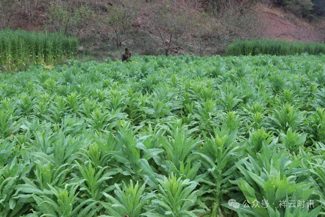 米甸镇楚场村:贡菜喜丰收