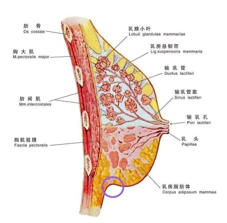 乳头溢液是得了乳腺癌吗