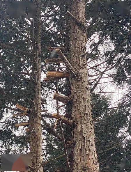 被骂上日本热搜中国酒店老板嫌看不见富士山狂斩毒死邻居53棵树