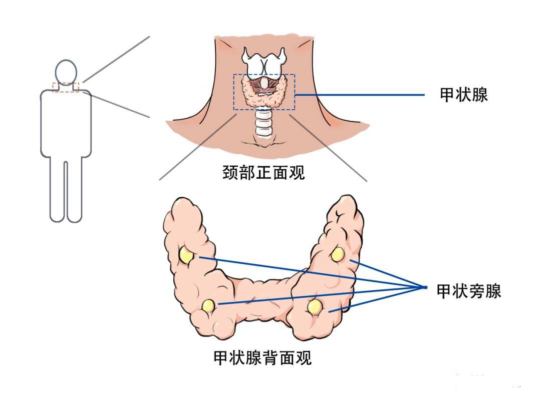 甲状旁腺解剖位置图片图片