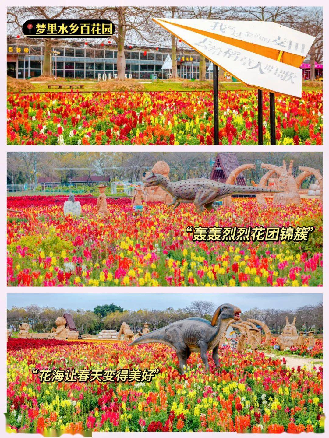 在三山森林公园里大片金鱼草正热情绽放娇艳的红,梦幻的粉,明亮的黄不