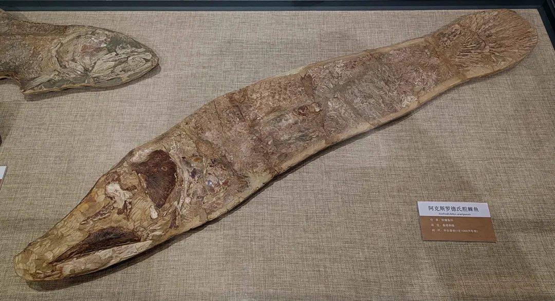 2024年3月2日,由大连自然博物馆与黑龙江省博物馆联合举办的"史前