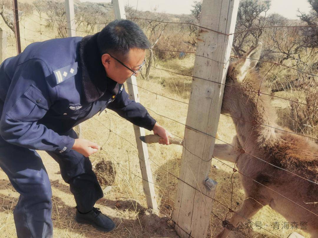 【州县动态】天峻森警成功救助国家二级保护动物——马鹿_陈兆汝_报警