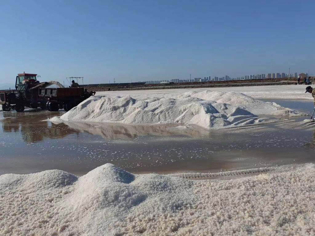 青岛最后千亩盐田踏上转型路承载一甲子记忆古法制盐年产7000吨