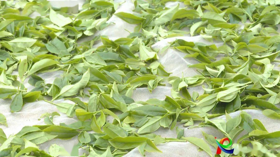 2024年饶平岭头单丛春茶开采_浮滨镇_茶叶_天气