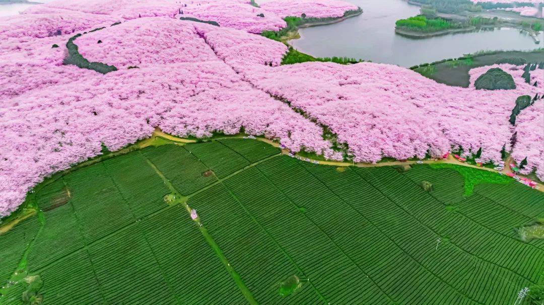 全球最大樱花基地竟在中国比日本绝美高铁20分钟直达即将花开成海居然
