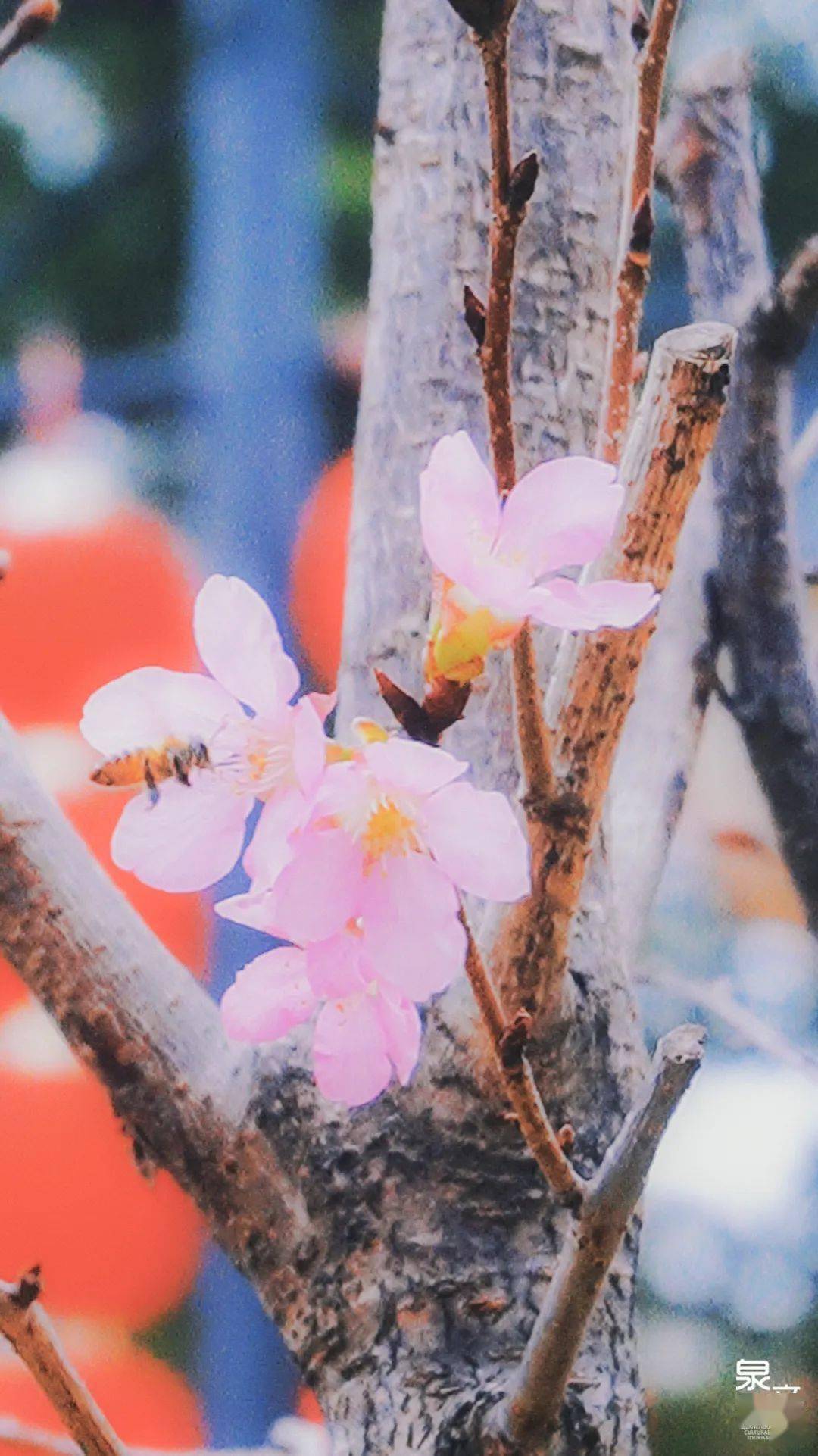 刺桐_虞美人_樱花