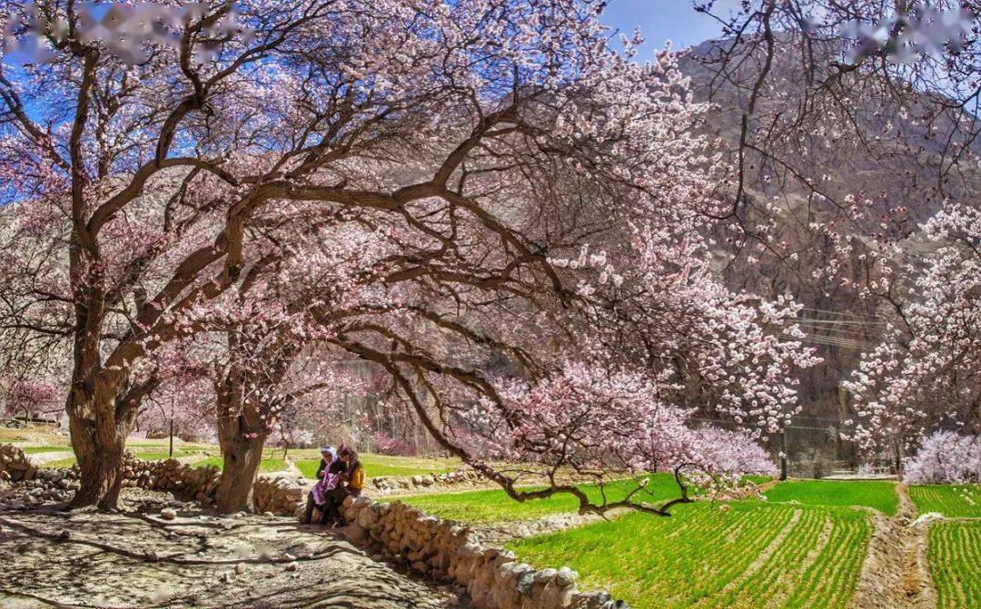全中国的花都在等你这份春季限定的出行指南必须人手一份