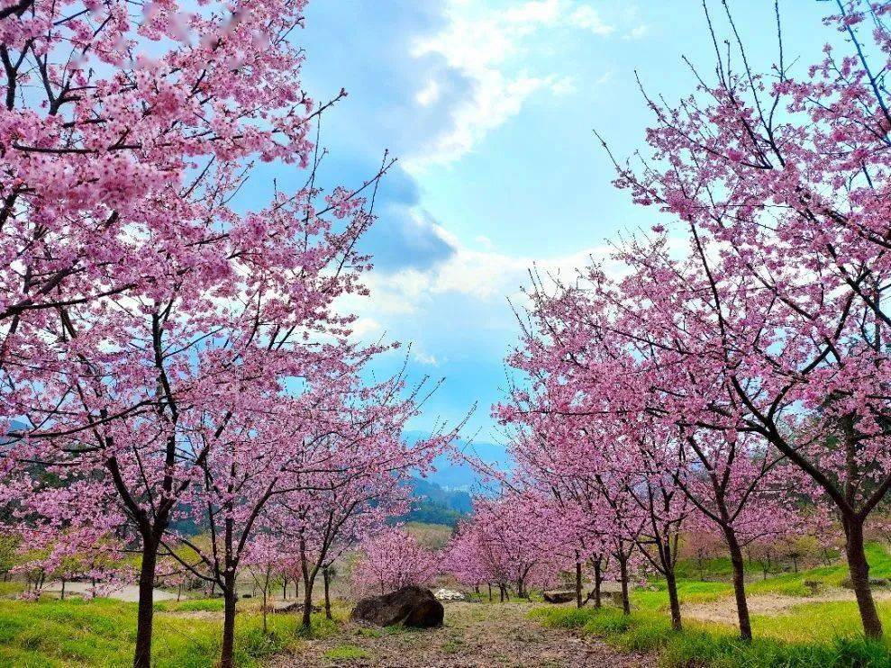 踏青赏花正当时丨免费!在萍乡户外天堂旅游度假区共赴春日繁花盛宴