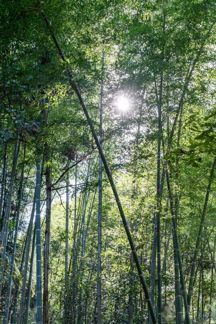 长寿之乡浙江仙居春日唤醒计划徒步研学唤醒春日就在此刻