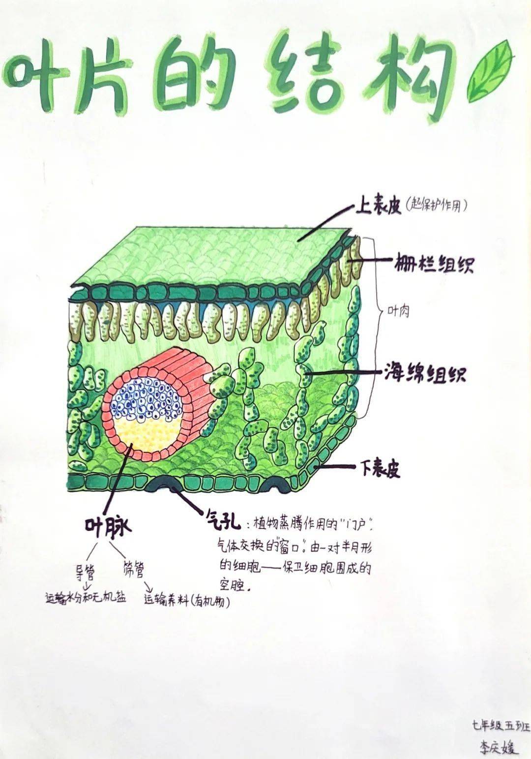 制作小肠壁结构模型图片