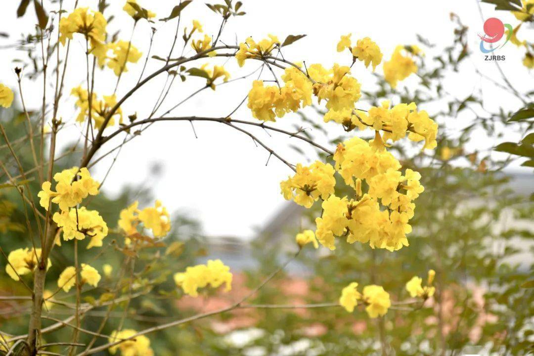 安排湛江限定版春日赏花地图来了