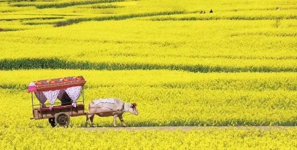 番禺油菜花景点图片