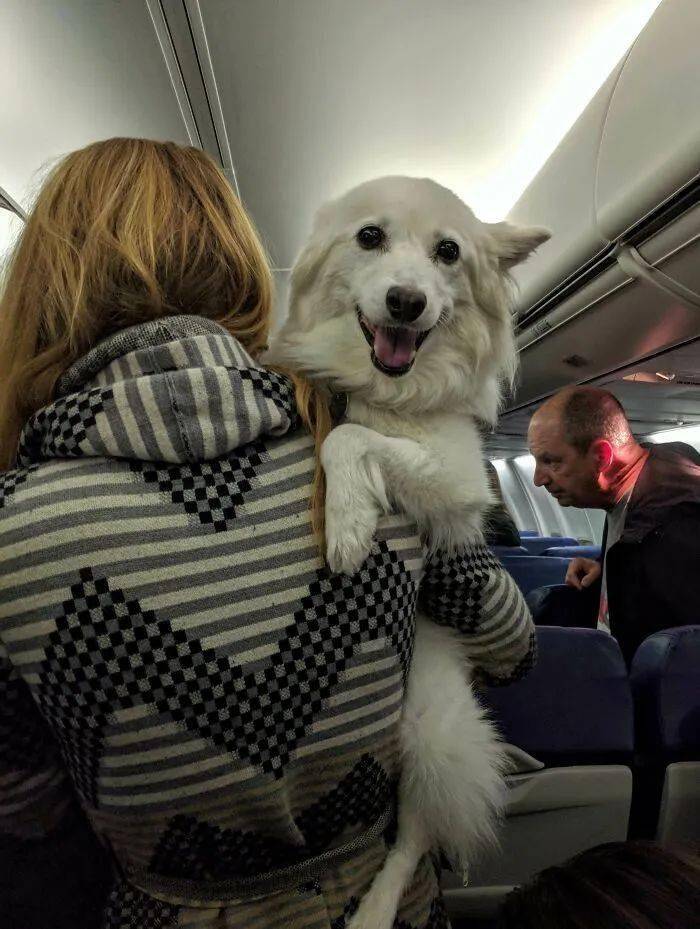 带狗子坐了趟飞机，结果狗秃了…哈哈哈哈哈这也太热情了！