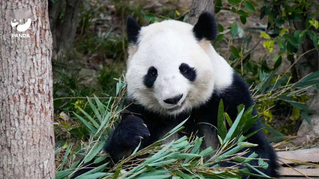 电脑壁纸已送达大熊猫含量100