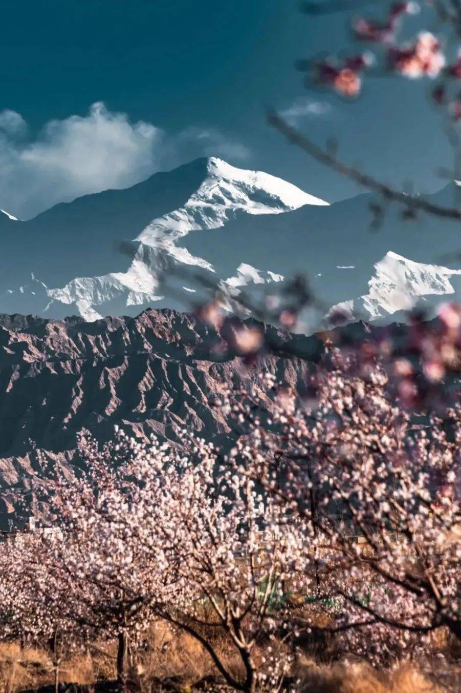 全中国的花都在等你这份春季限定的出行指南必须人手一份