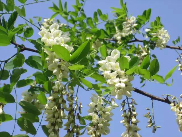 【槐花】蒸土桃01这就是构树穗的样子, 看起来像个毛毛虫,青绿青绿的