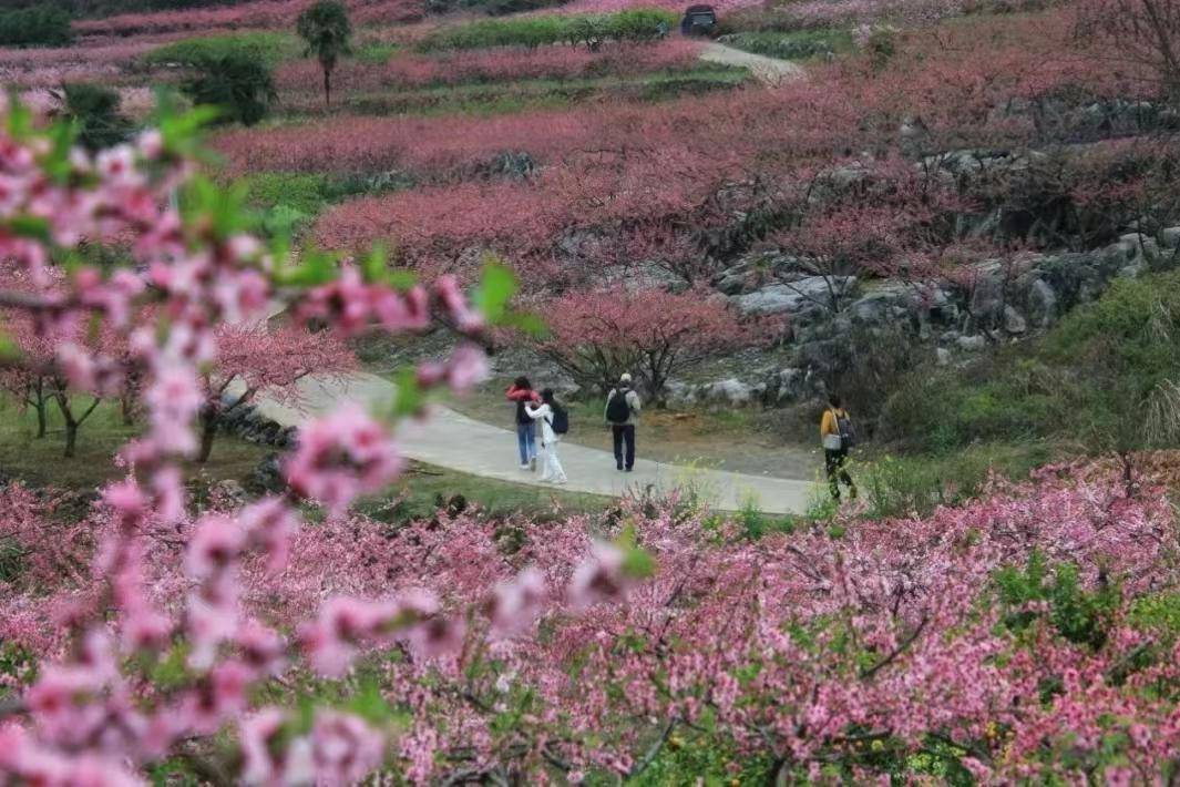 油菜花_位置_门票