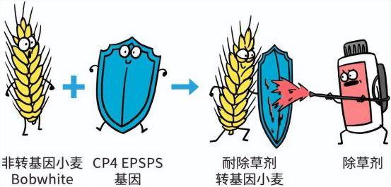 转基因让育种变得精确可控