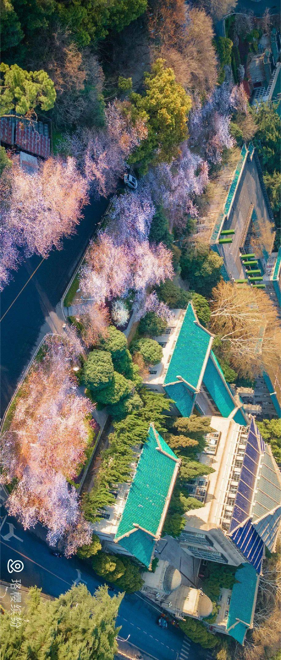 樱花_活动_东湖