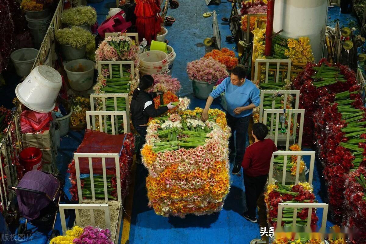 三八国际妇女节将至云南昆明斗南花市鲜花销售火爆