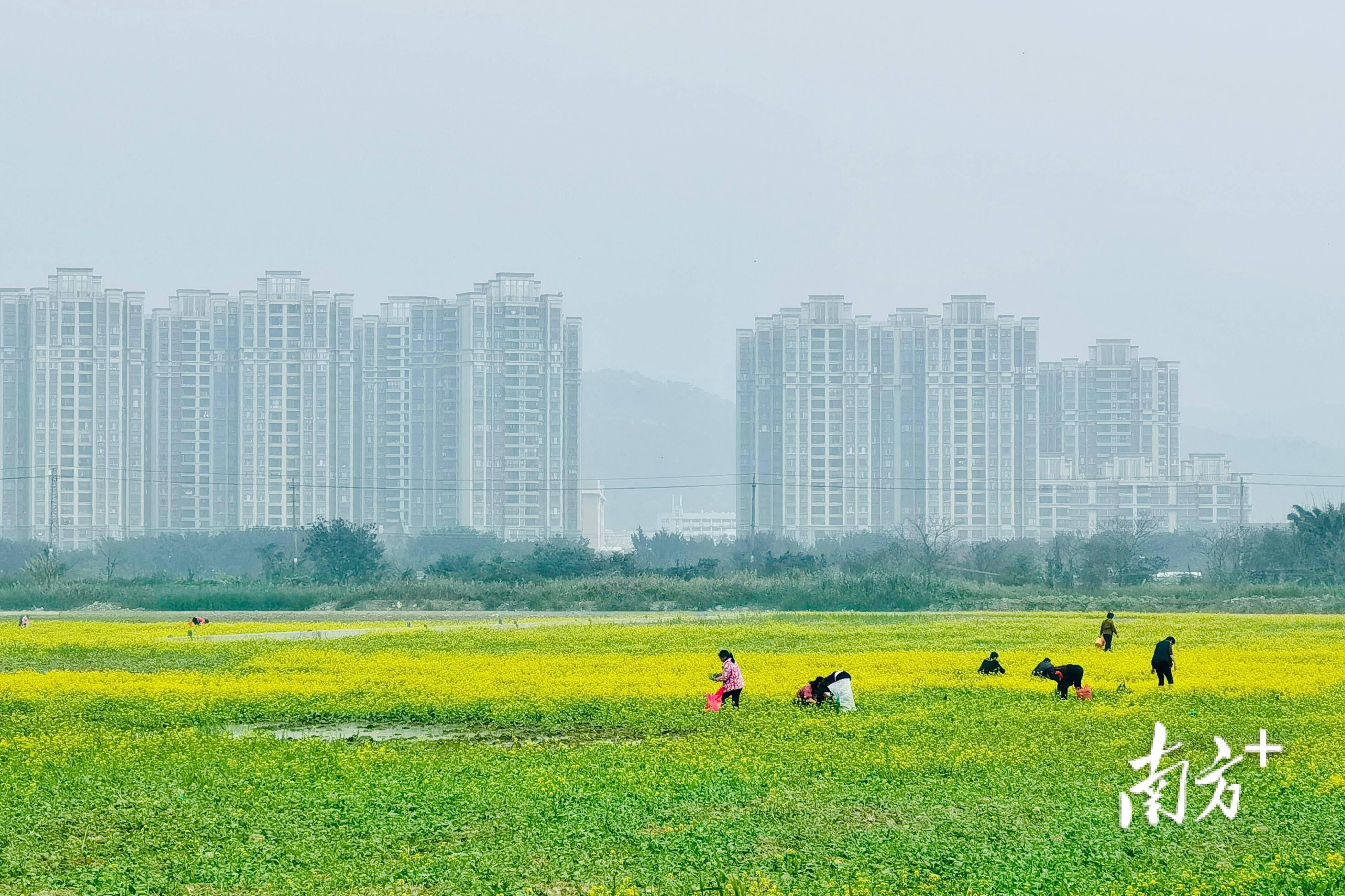 汕头东湖油菜花图片