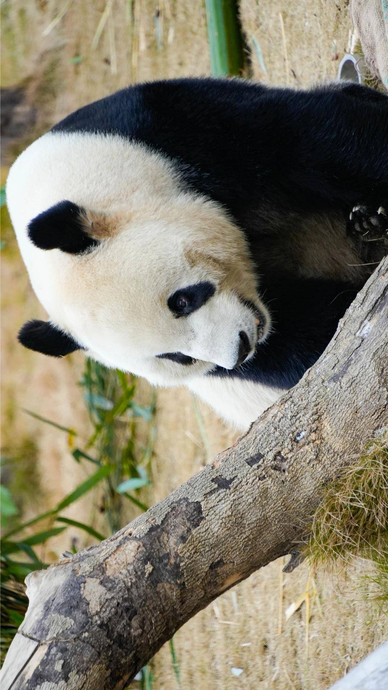 大熊猫含量100%
