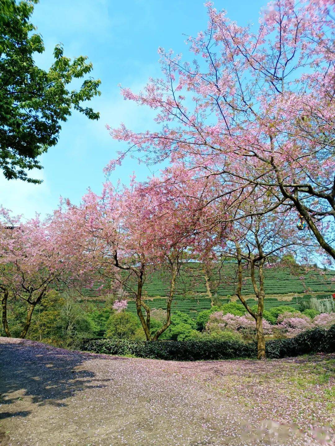 抓住粉色樱花花期,"三八"妇女节来永福春游