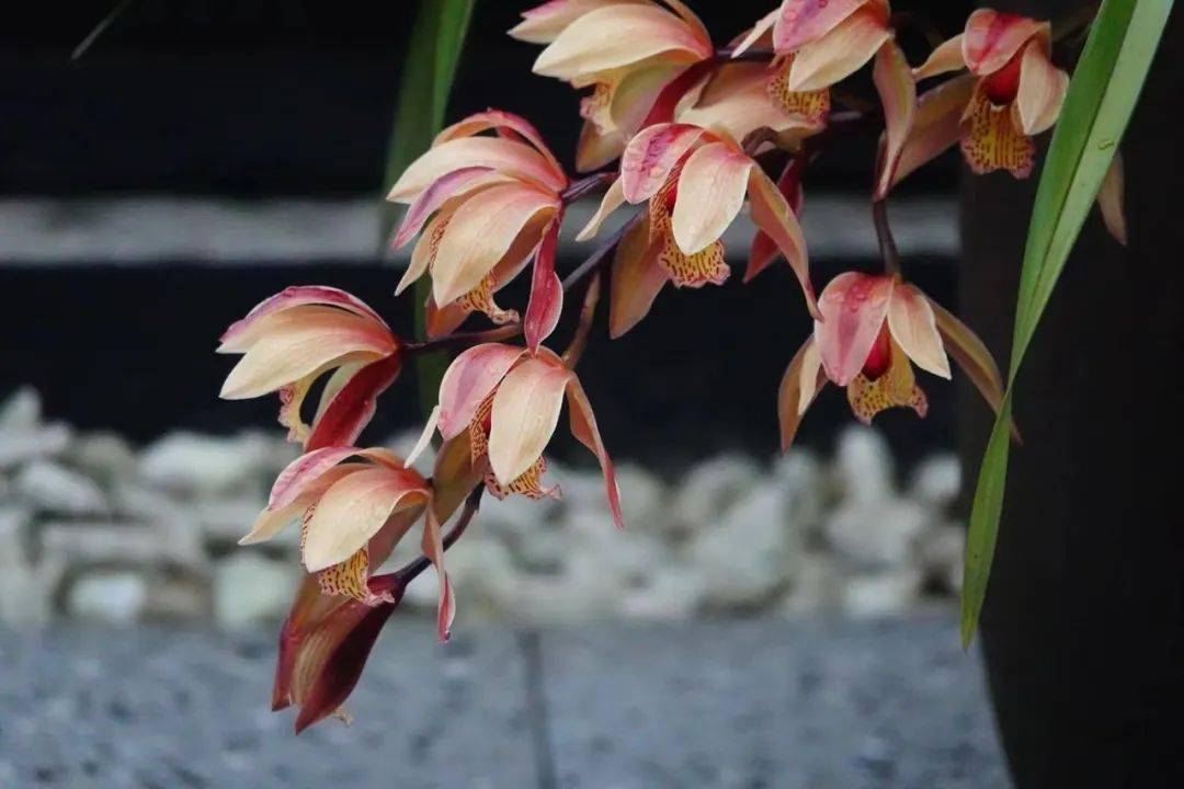 冯学成先生汉传佛教的法统与道统