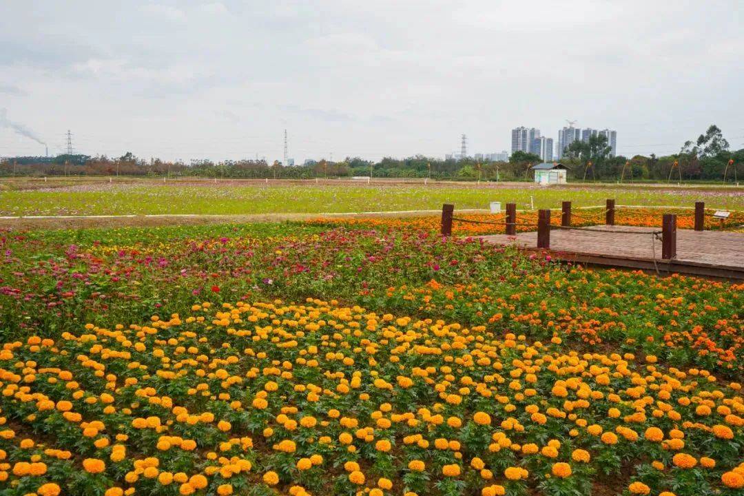 "3·8",来东莞看满城「花海」_art_spring_公园