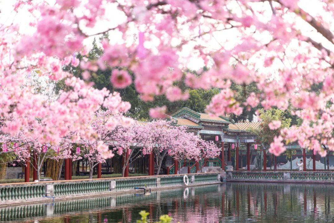 广州十里缤纷粉色樱花海太梦幻了赏花攻略奉上