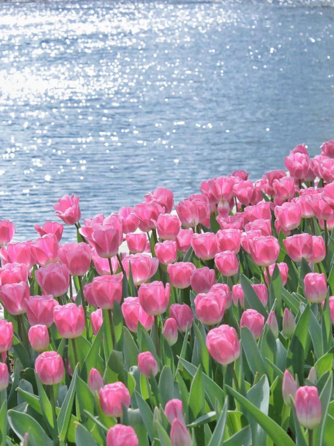 哇晒昆明 | 挥手和郁金香告别 但昆明的春天才刚刚开始