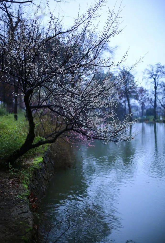 歌名|枫林,来源|群星01《女神节赛插花》燃冰阳春三月花满山,女神节暖