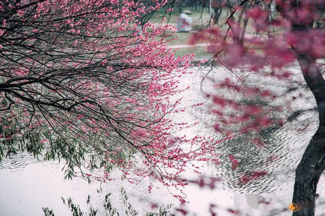 大邑雾山梅花图片