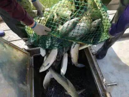 养殖周期缩短半年,20个月养成商品鱼,这项技术值得关注_草鱼_水质