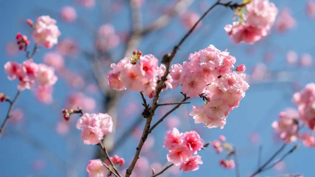 弥勒这里有精彩活动!山歌大咖要来_樱花_山野_云南