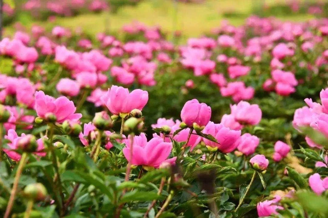 春游江淮请您来|追"春"去,这个春天跟着滁州一起去赏花吧!