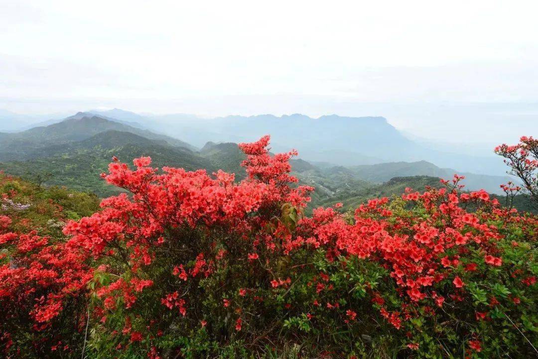 旅游走来去永安这些地方赏花去