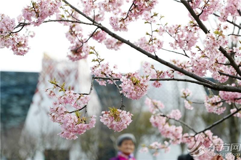 早春浪漫风景限时上线申城河津樱正值盛花期