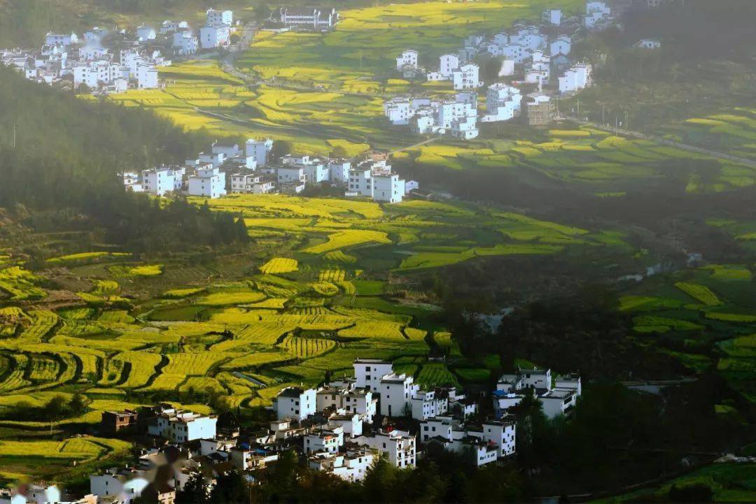 严田迎来盛花期,江岭花海初现|阳春三月,切莫辜负了婺源的春光_景区