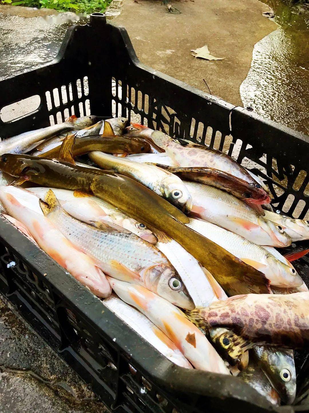 石扁头肉多,刺少而软,肉质细嫩,味特鲜美,老少皆宜.