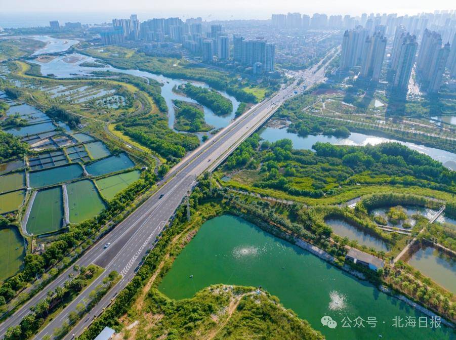 《碧波春讯》讲述北海生态环境修复与保护,上了《光明日报》_冯家_红