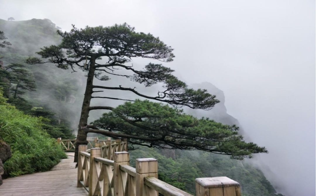 探秘萍乡户外天堂旅游度假区云顶景区寻幽谷之韵赏古木之风华