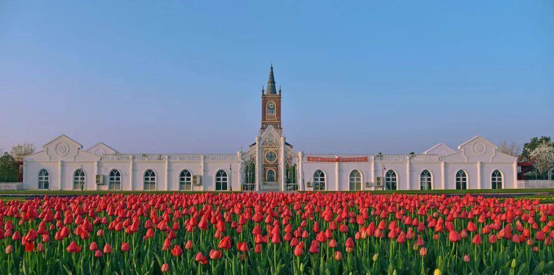 风情的花卉花形优美,花色艳丽被誉为"花中皇后"丰城爱情花卉小镇红,黄
