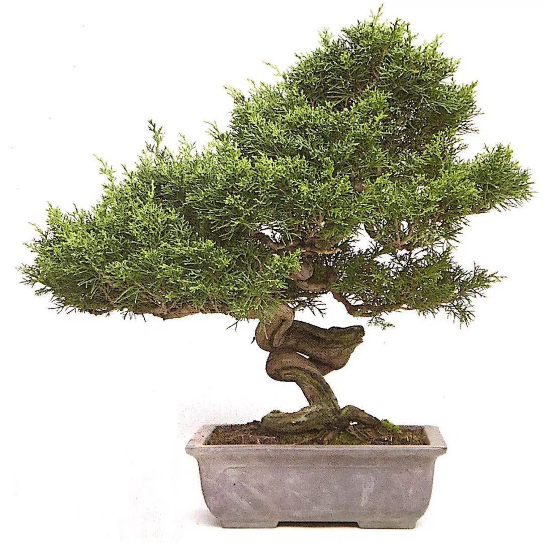 盆景造型有捷径枝架的制作就是最大的捷径